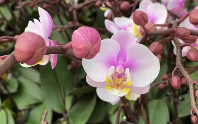 蝴蝶兰开完花后怎么处理