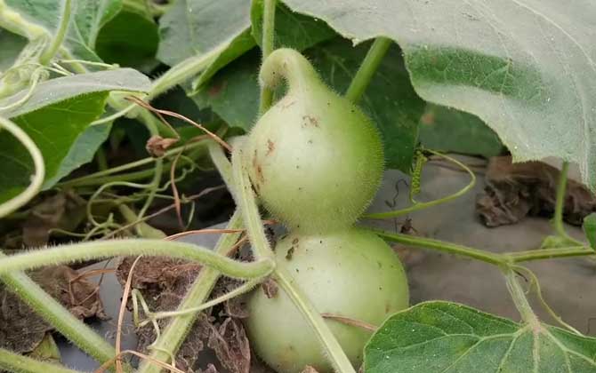 葫芦是什么植物