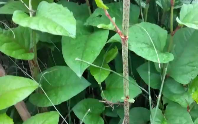 虎杖是什么植物