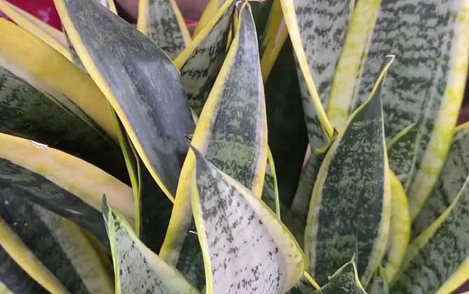 虎皮兰是什么植物