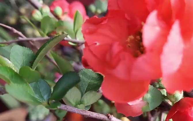 海棠是什么植物