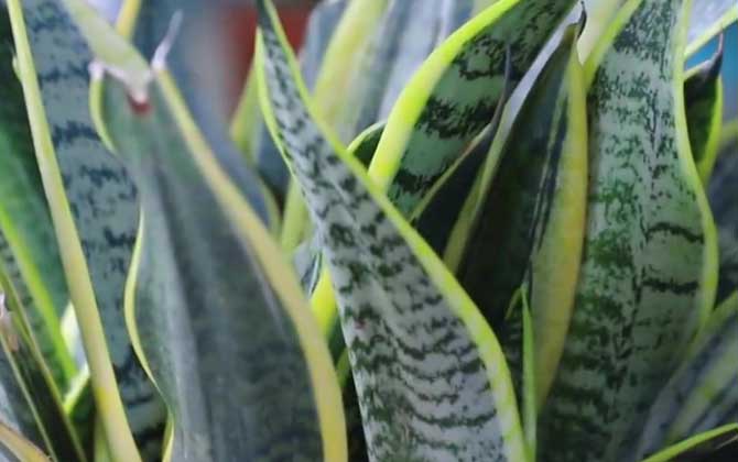 虎尾兰是什么植物