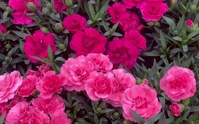 康乃馨适合送什么人