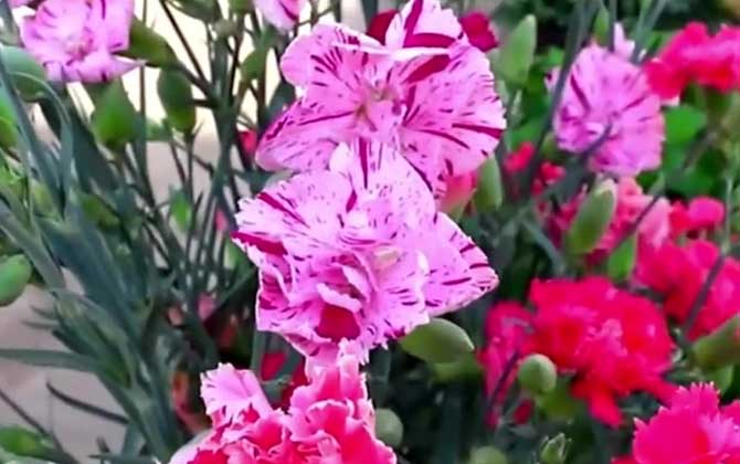 康乃馨价格多少钱一束