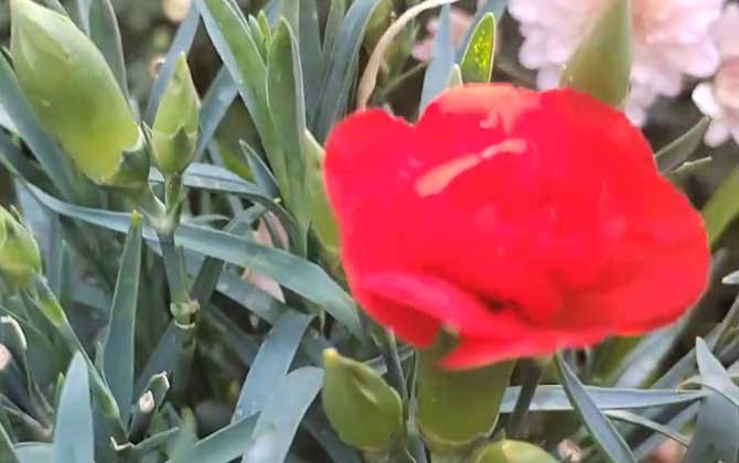 康乃馨怎么养才能更旺盛