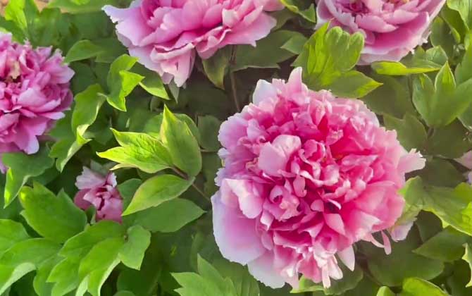 牡丹花什么时候开花