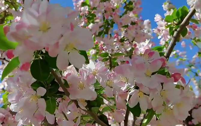 海棠花什么时候开