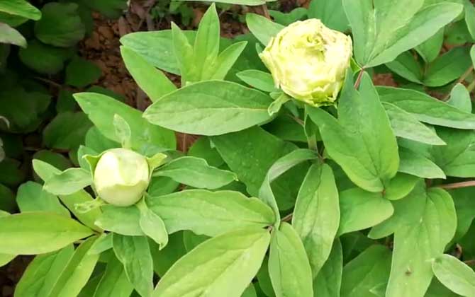 绿牡丹是什么植物