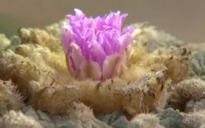 龟甲牡丹是什么植物