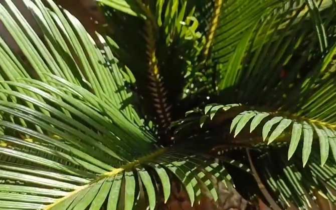 铁树是什么植物