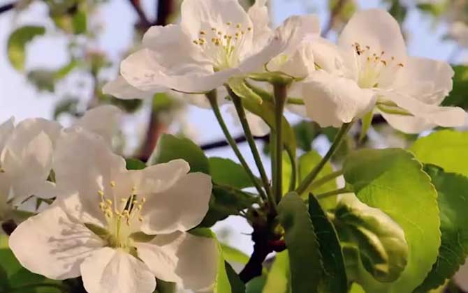 海棠花怎么养才长得好