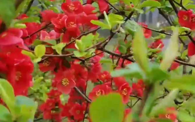 一树梨花压海棠是什么意思