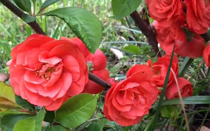 木瓜海棠是什么植物