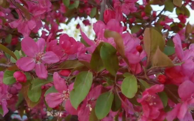 北美海棠是什么植物