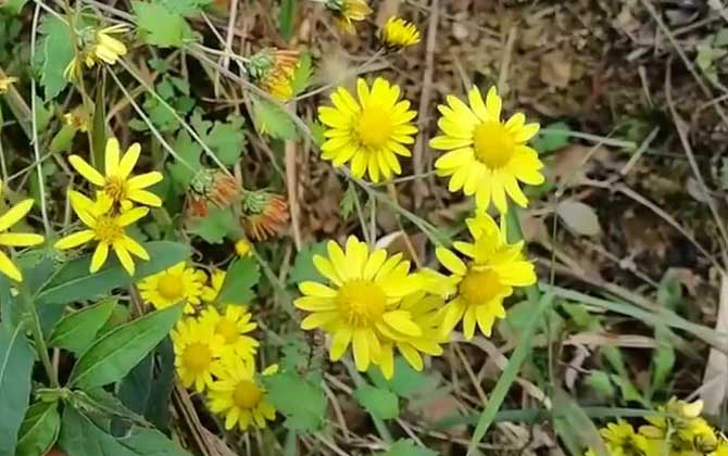 野菊花是什么植物