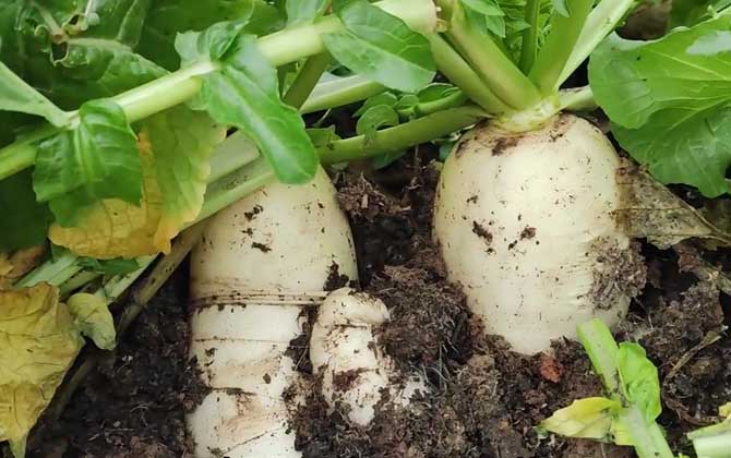 萝卜是什么植物