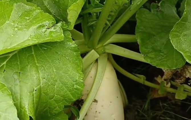 头伏萝卜二伏菜是什么意思