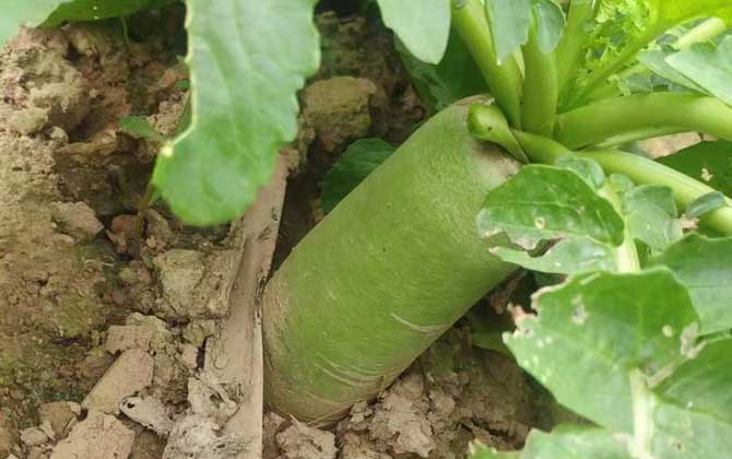 青萝卜是什么植物