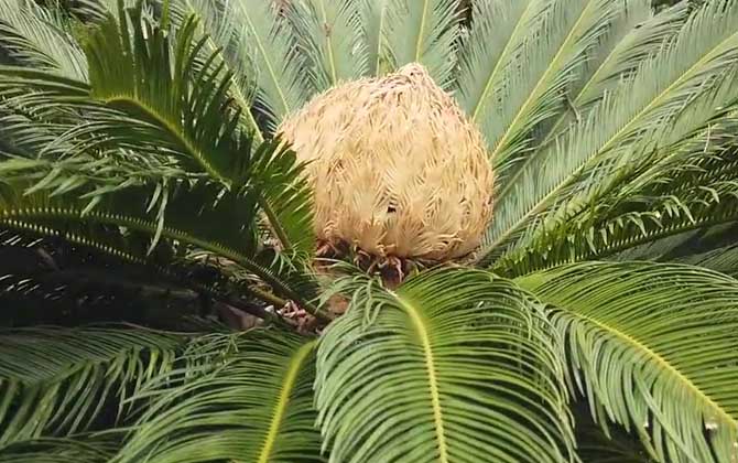 铁树价格多少钱一棵