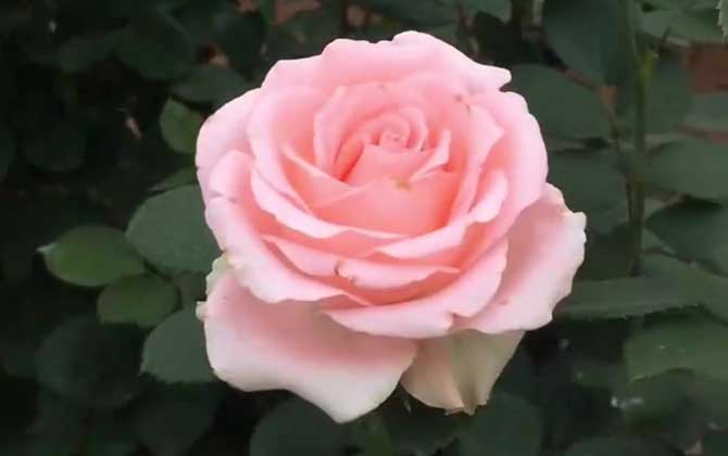 予人玫瑰手有余香是什么意思