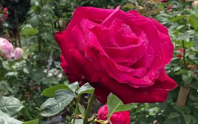 收到的玫瑰花束怎么养