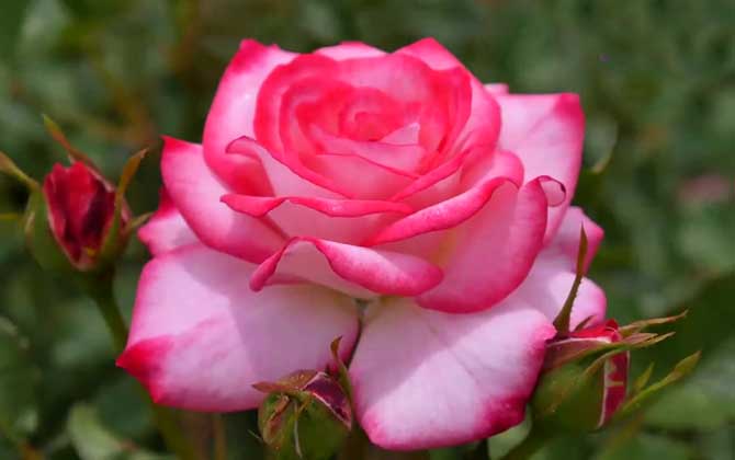 2朵玫瑰花代表什么意思