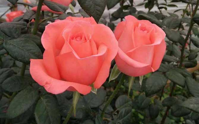 8朵玫瑰花代表什么意思