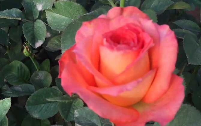 16朵玫瑰花代表什么意思