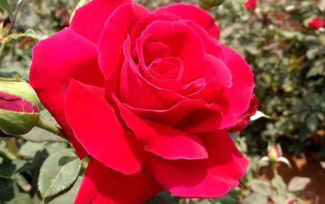 17朵玫瑰花代表什么意思