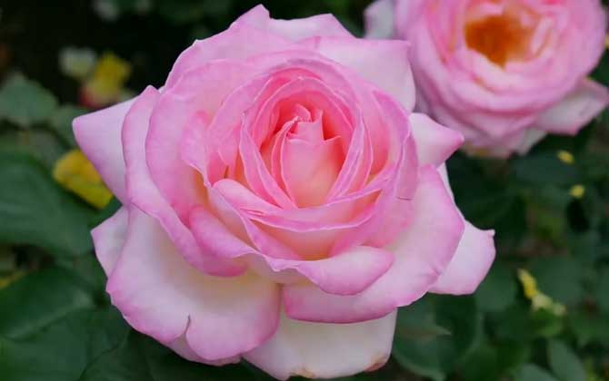 19朵玫瑰花代表什么意思