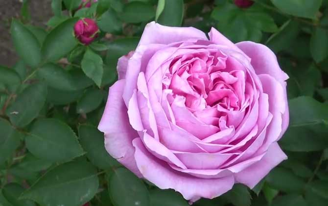 22朵玫瑰花代表什么意思