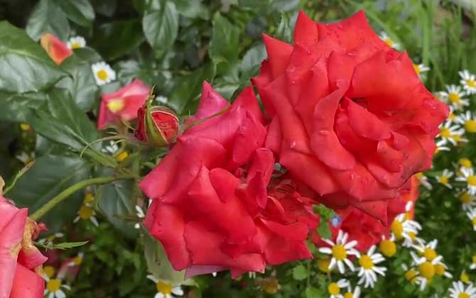 99朵玫瑰花代表什么意思