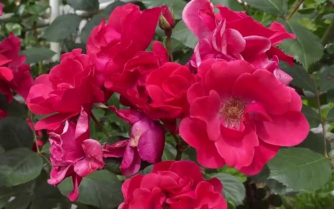 33朵玫瑰花代表什么意思