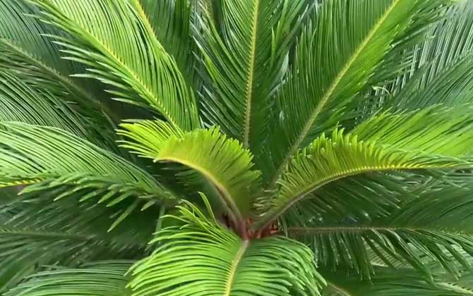 铁树开花是什么意思