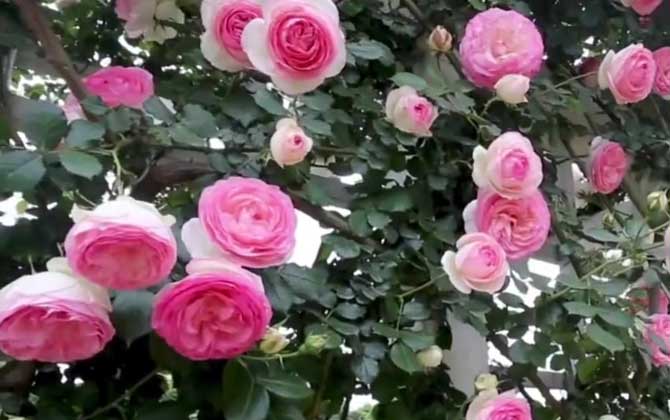 粉玫瑰的花语及象征意义