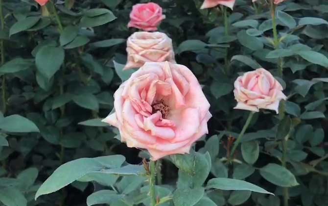 粉玫瑰适合送什么人