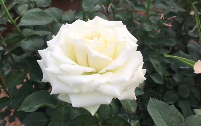 白玫瑰适合送什么人