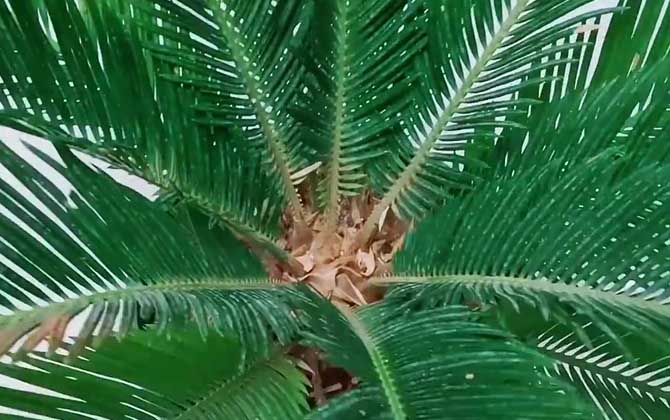 铁树叶子发黄怎么补救