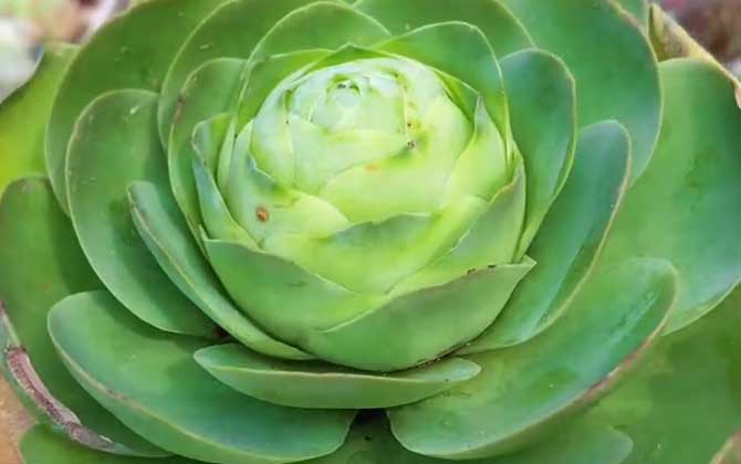 山地玫瑰是什么植物