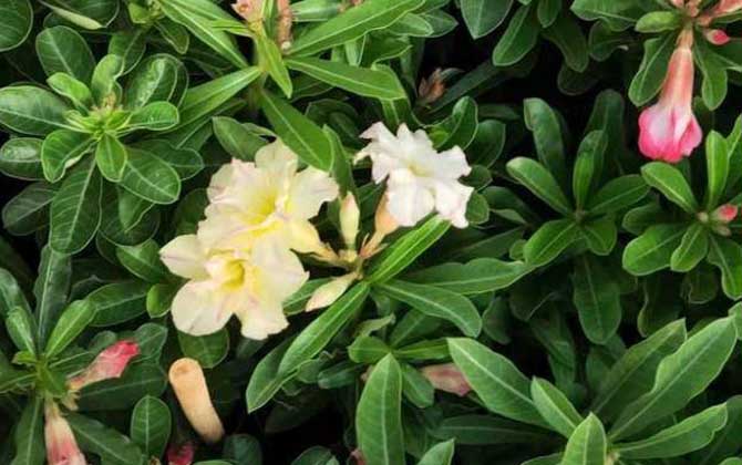 沙漠玫瑰是什么植物