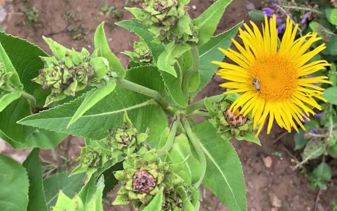 云木香是什么植物