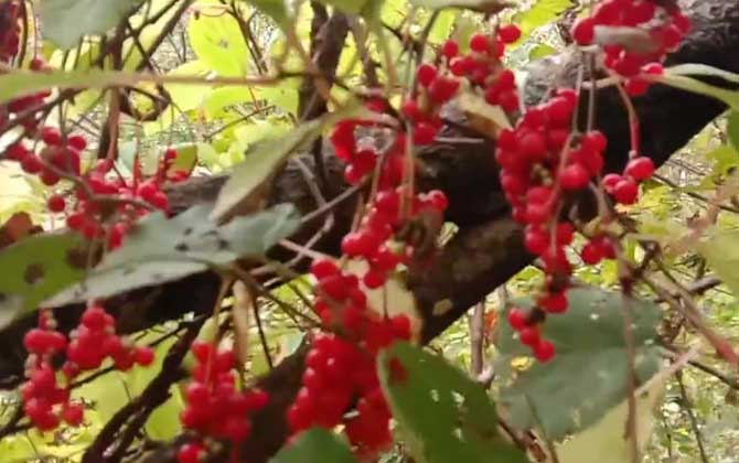 五味子是什么植物