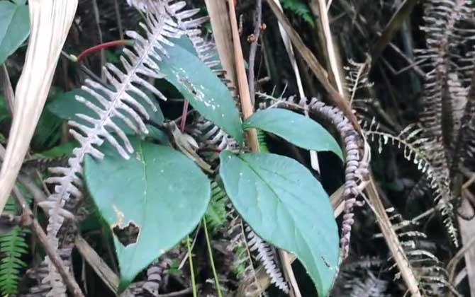 五味子价格多少钱一斤