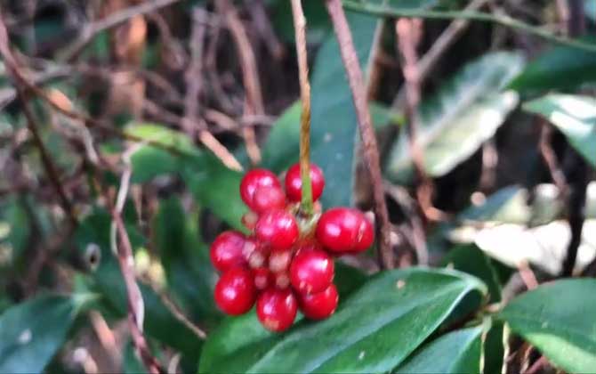 南五味子是什么植物