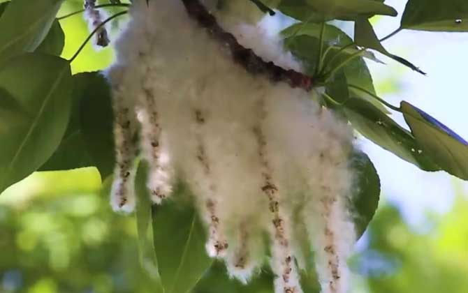 杨树毛絮什么时候结束