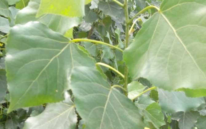 杨树苗价格多少钱一棵