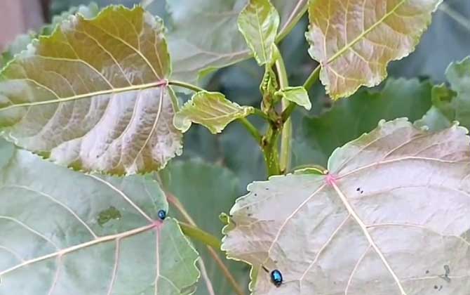 柏杨树是什么植物