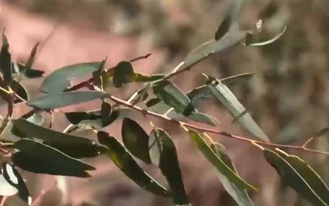 胡杨树是什么植物