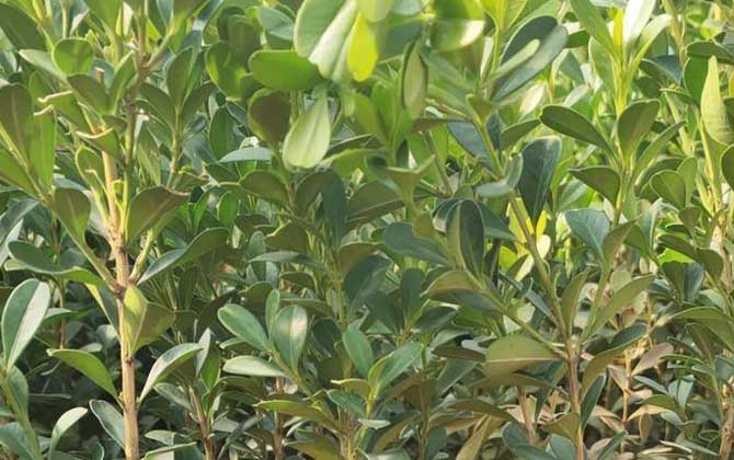 黄杨是什么植物