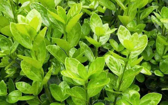 大叶黄杨是什么植物